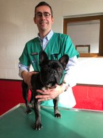 Bouledogue Un bouledogue français souffrant de syndrome obstructif des voies respiratoires supérieures et de régurgitations en consultation chez le Dr Billen à la Clinique Vétérinaire Universitaire de Liège.